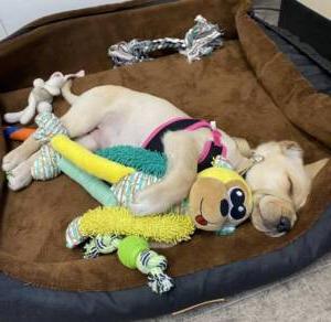 Parlay the puppy sleeps with her many stuffies.